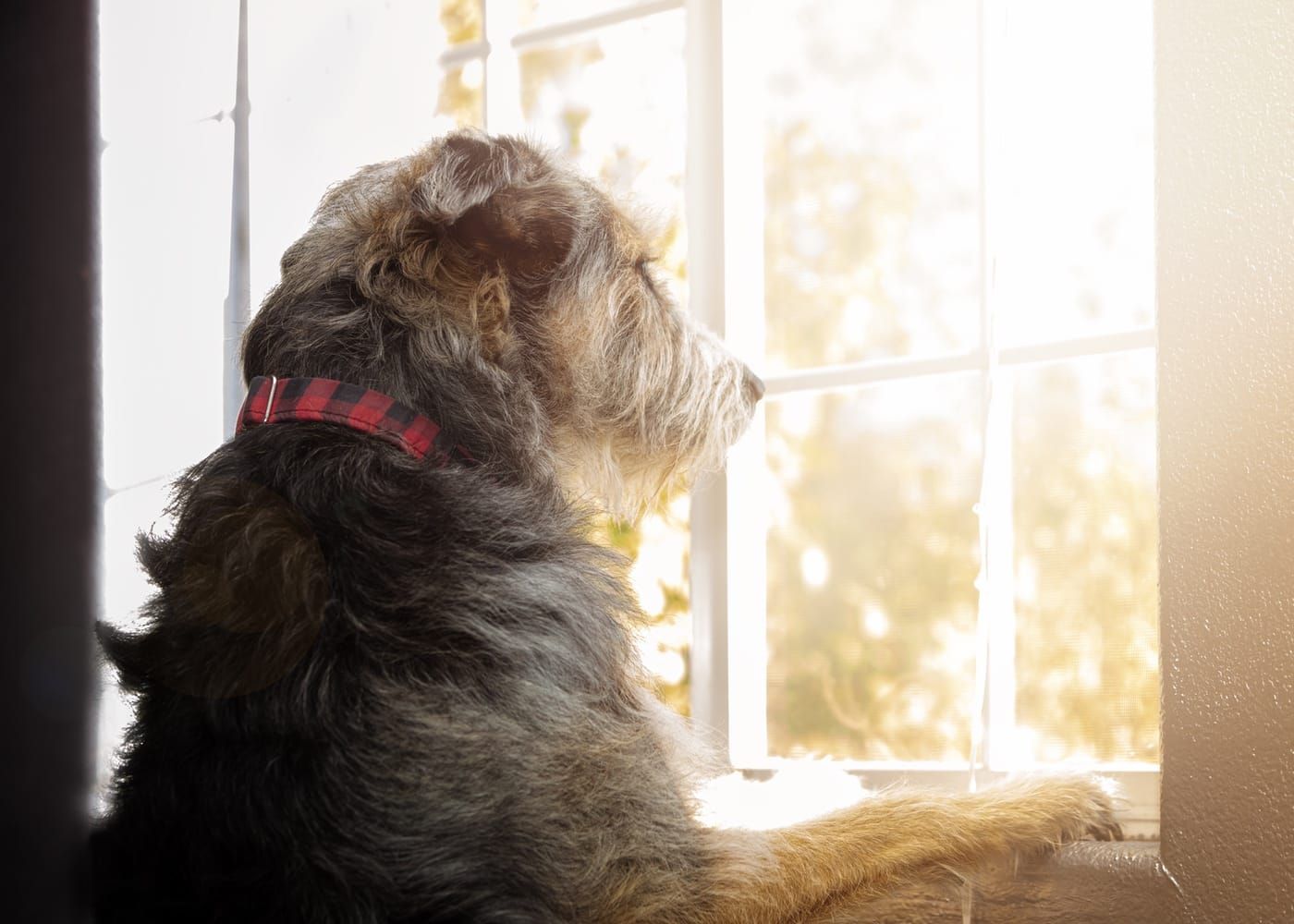 How Long Can You Leave Your Dog Alone?