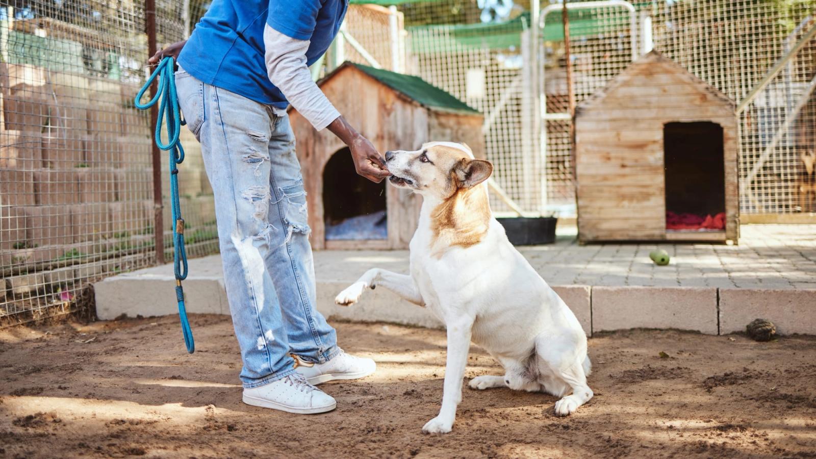 Top 4 Animal Rescue Centers and Dog Shelters in Abu Dhabi