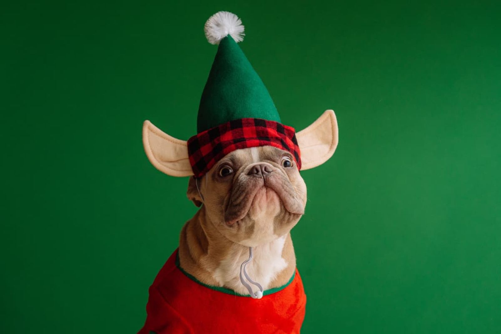 a cute dog wearing an elf hat for christmas season