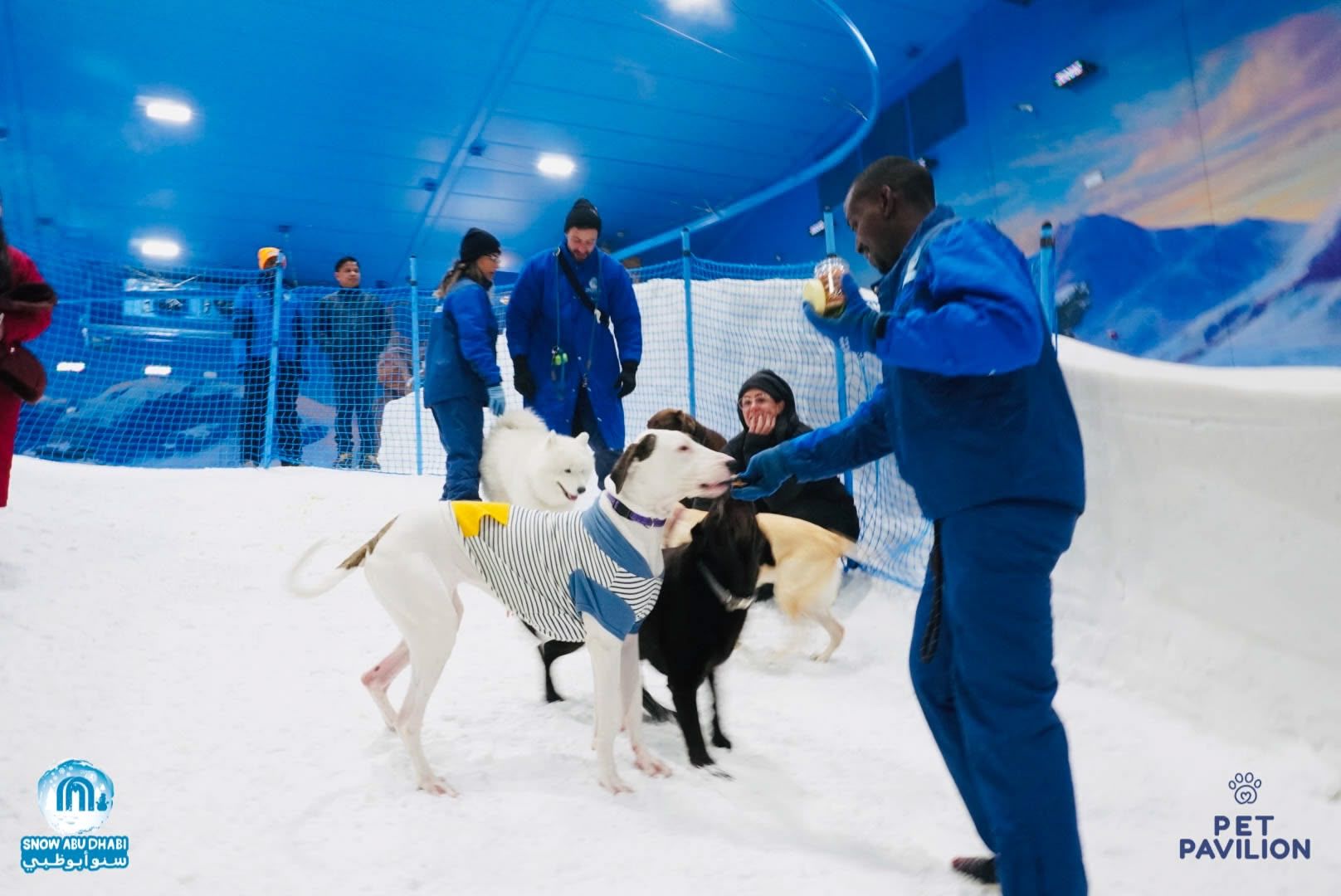 First-Ever Snow Experience for Dogs in Abu Dhabi! photo 3