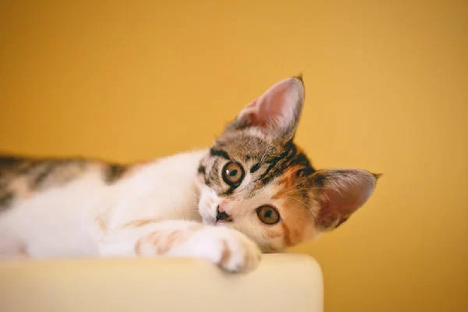 a small cat