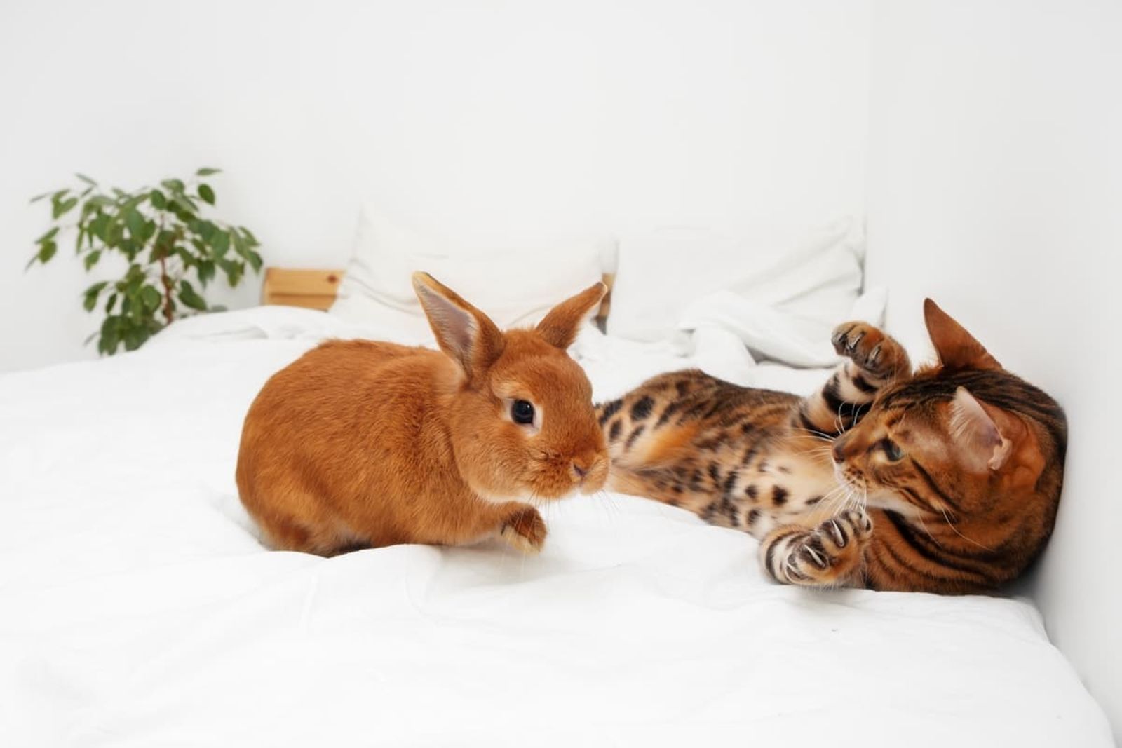 Can Cats and Rabbits Get Along?