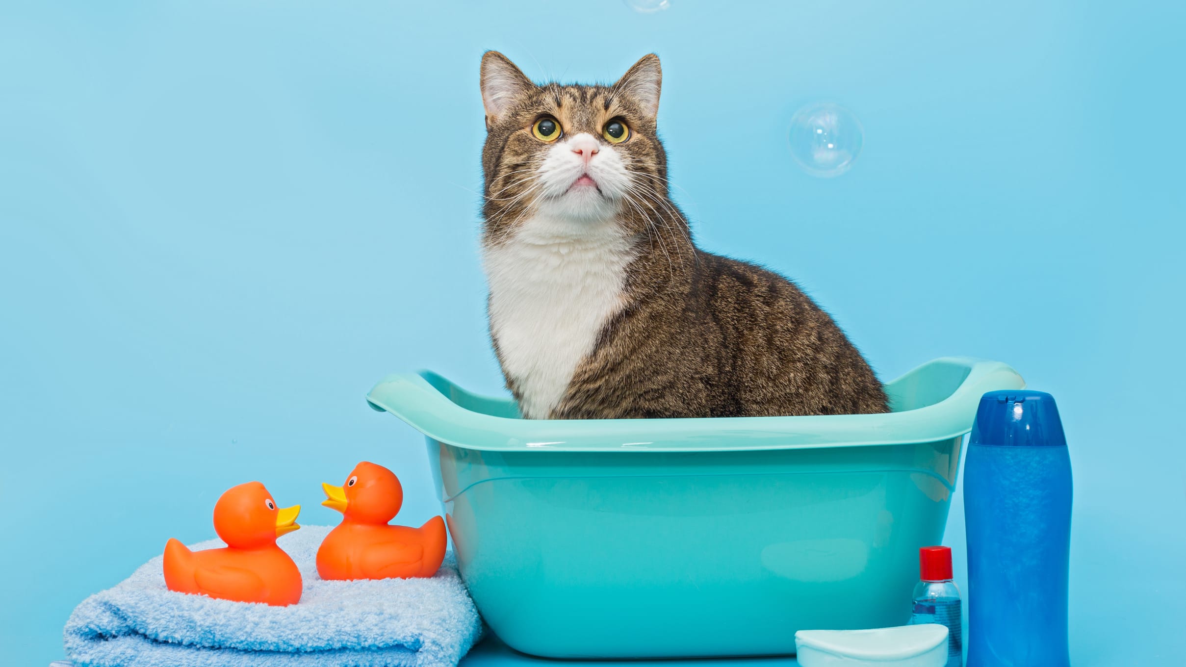 How to Bathe a Cat or Kitten Without Getting Scratched