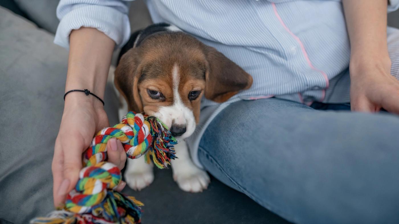The Top Games Your Puppy Will Never Get Tired Of