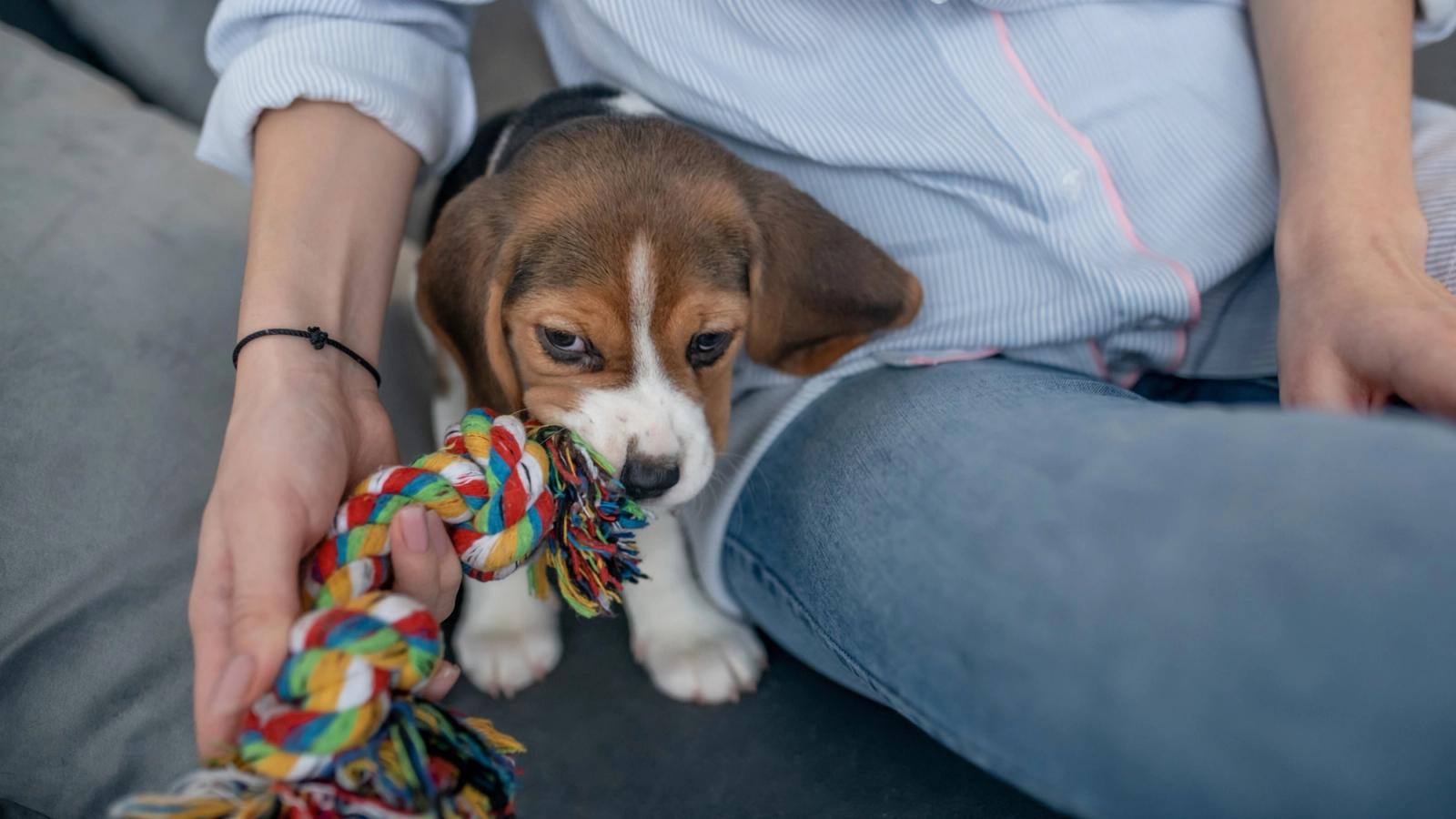 The Top Games Your Puppy Will Never Get Tired Of