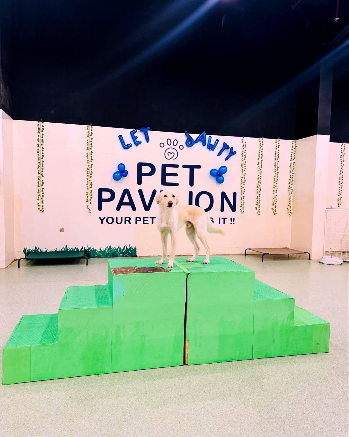 Dog practising a calm place command on the training podium at Pet Pavilion
