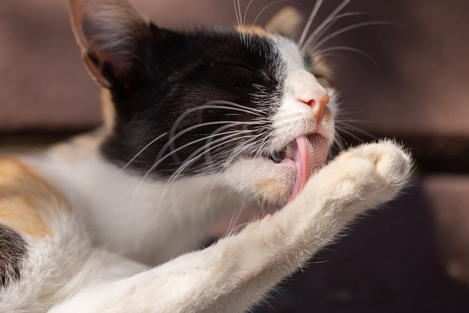 A Cat Licking its Paw, a Possible Infestation Route