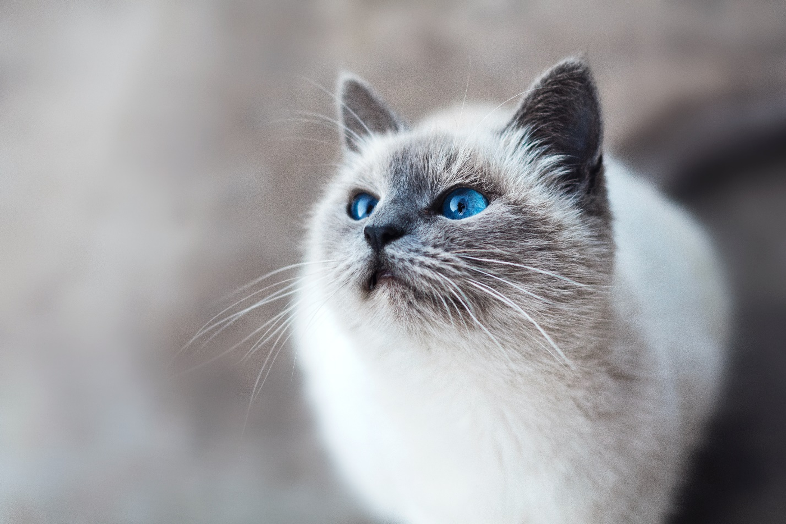 an anxious cat