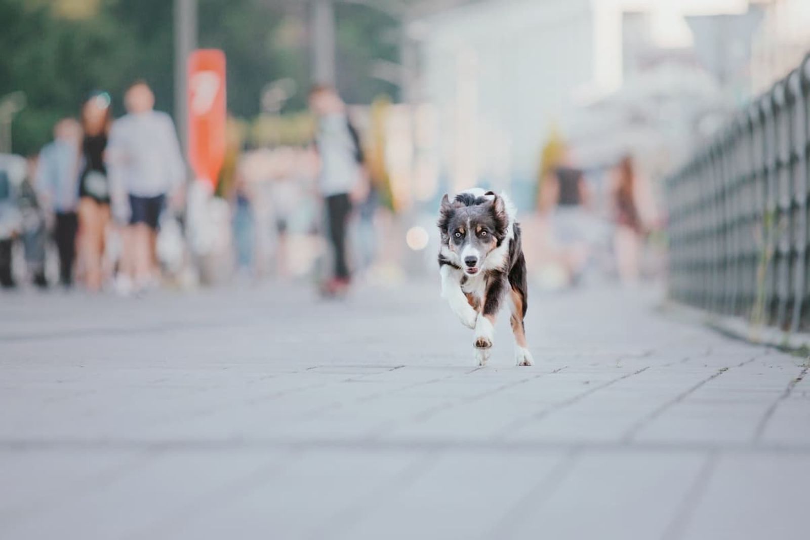 5 Frighteningly Common Reasons Dogs Run Away