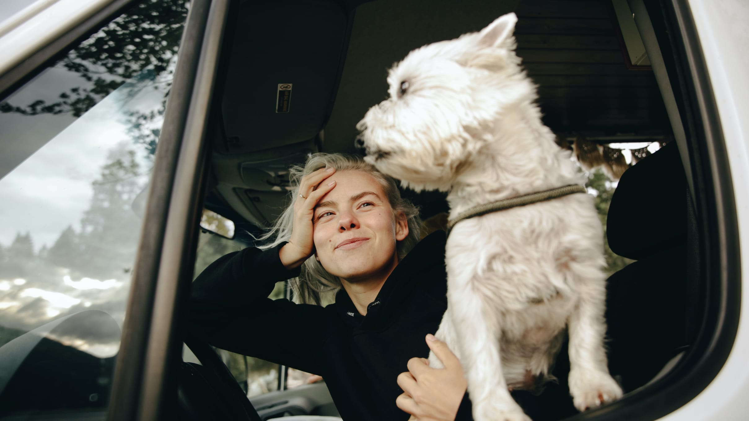 How to go on a road trip with a dog? 7 tips for an enjoyable trip