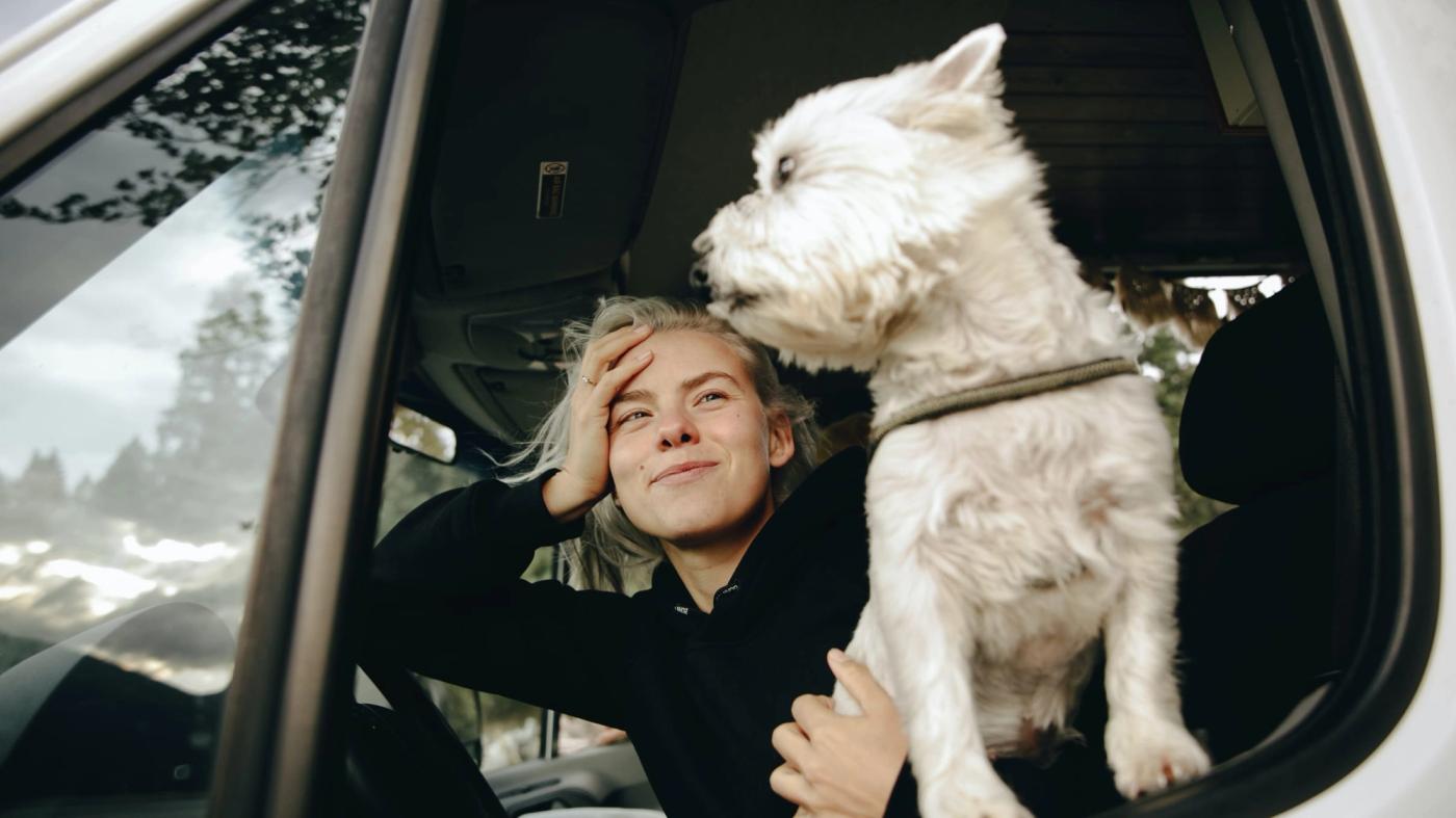 How to go on a road trip with a dog? 7 tips for an enjoyable trip