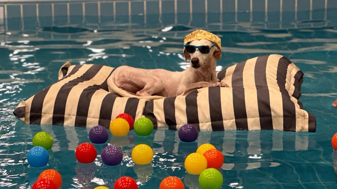 Is Swimming Good for Pets?