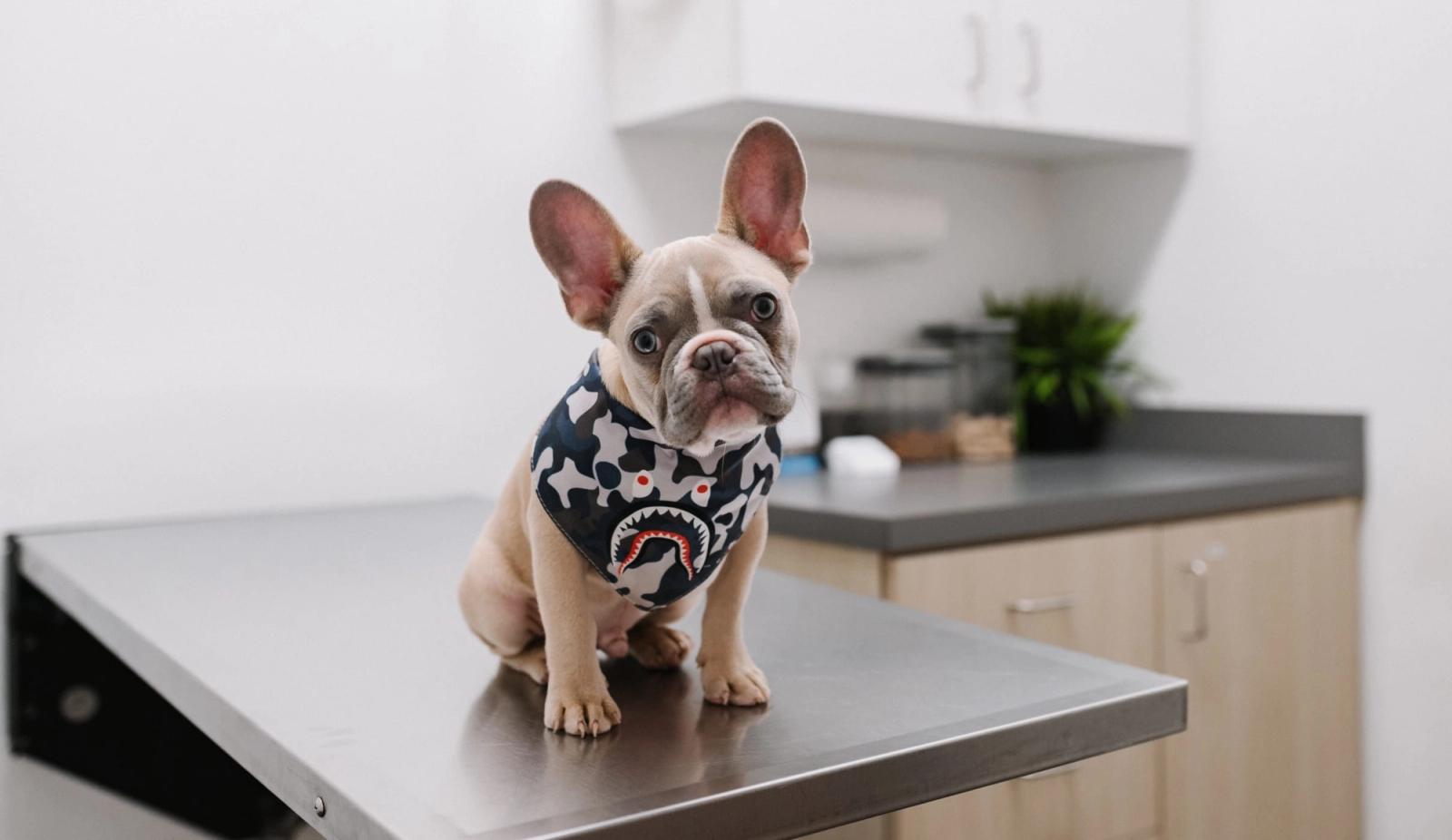 5 Important Facts About Regular Pet Vaccinations