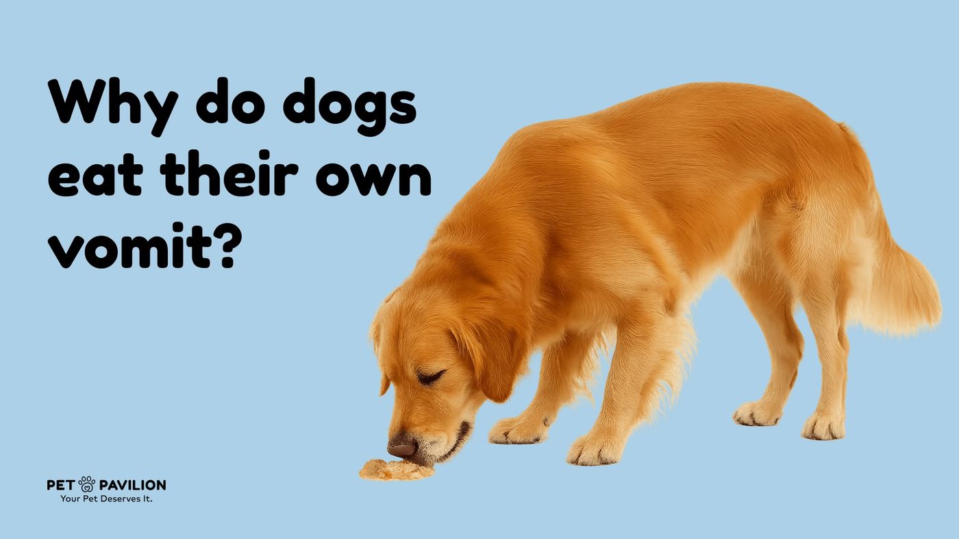 Why Do Dogs Eat Their Own Vomit? Understanding This Gross But Normal Behavior