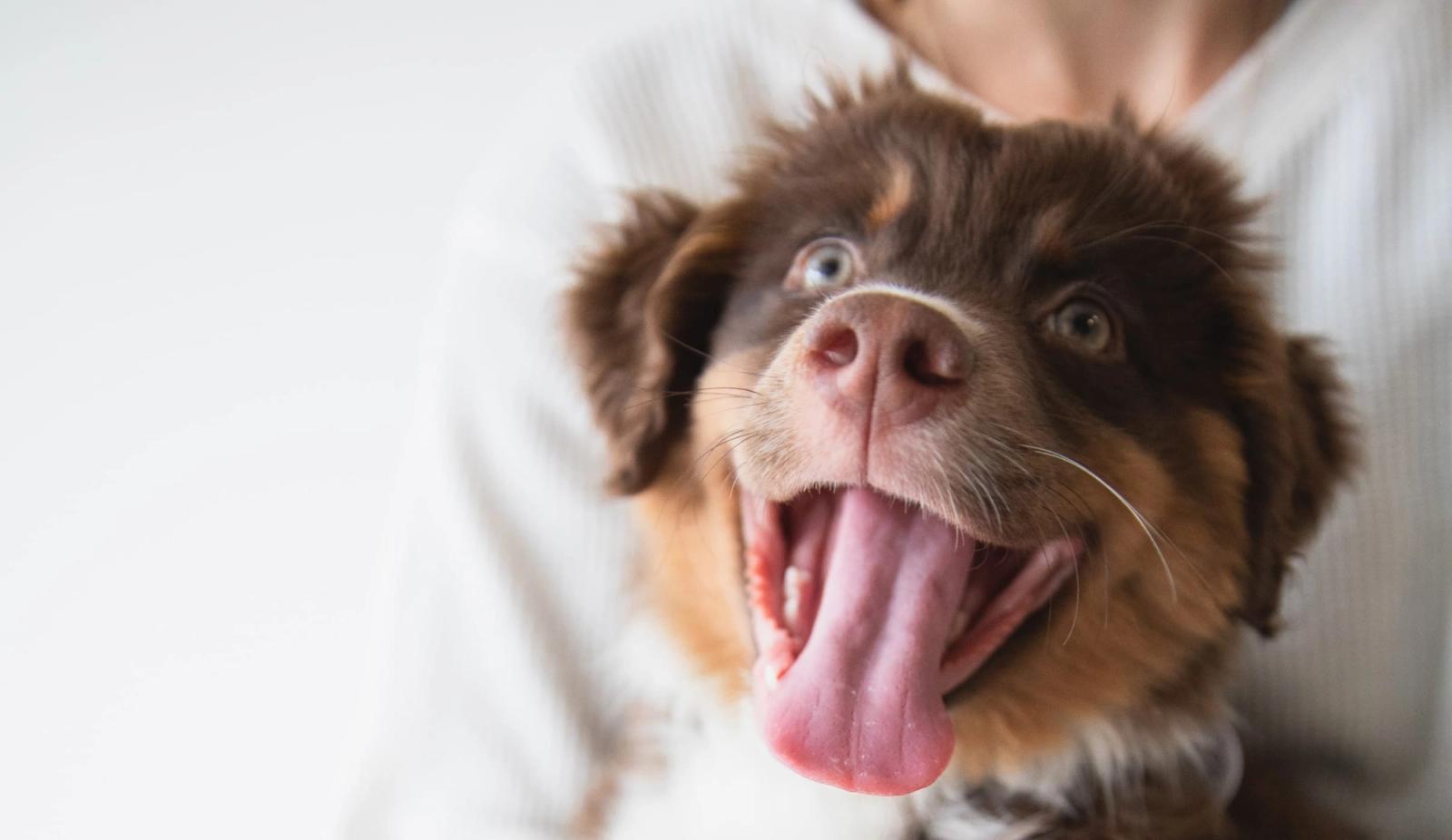 5 Ways Regenerative Medicine Helps Pets