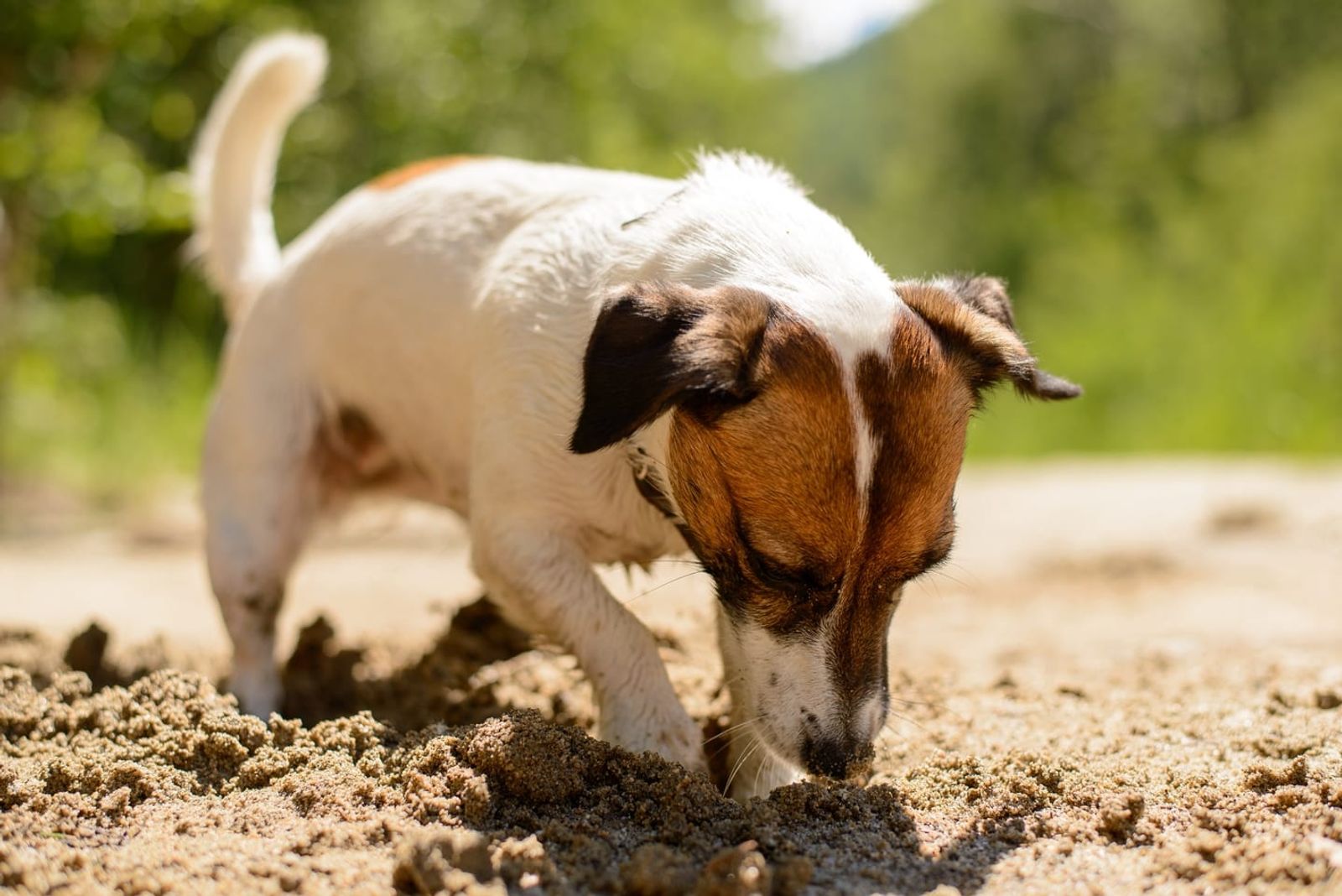 Why Do Dogs Bury Their Treats?