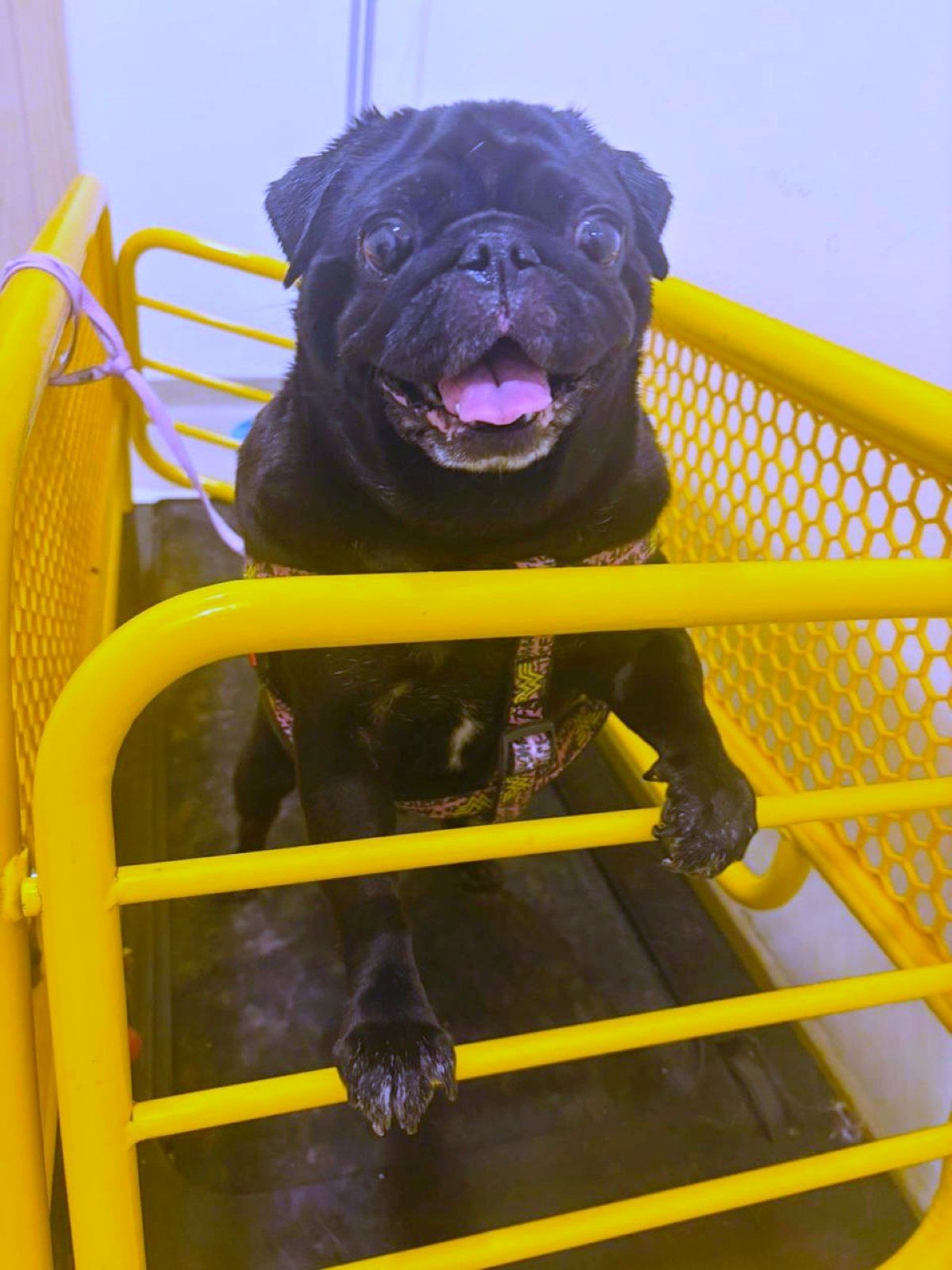 Happy pug exercising on a treadmill as part of a weight management plan