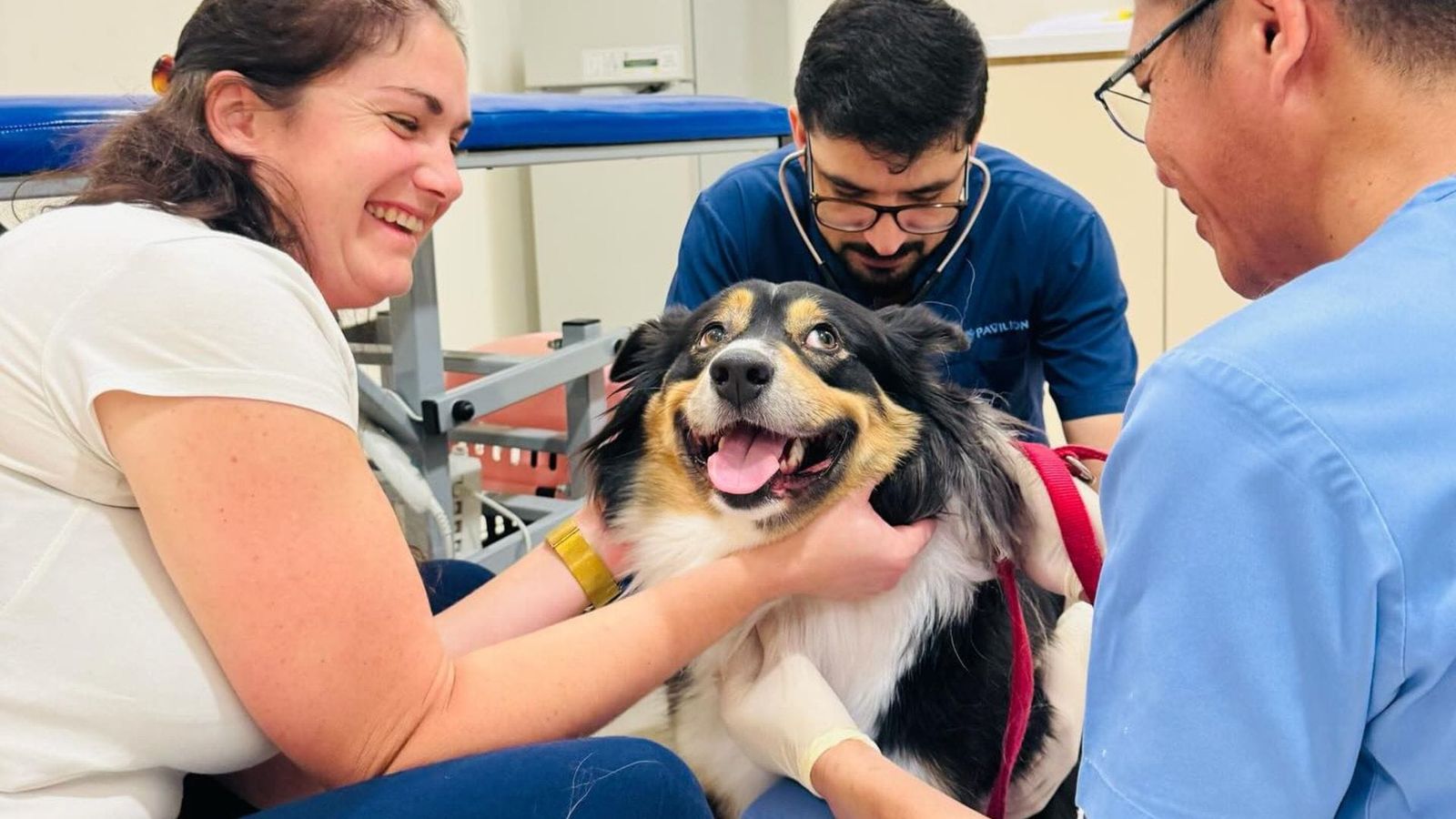 Your Pet's Happy Place: Exceptional Care & Comfort at Pet Pavilion