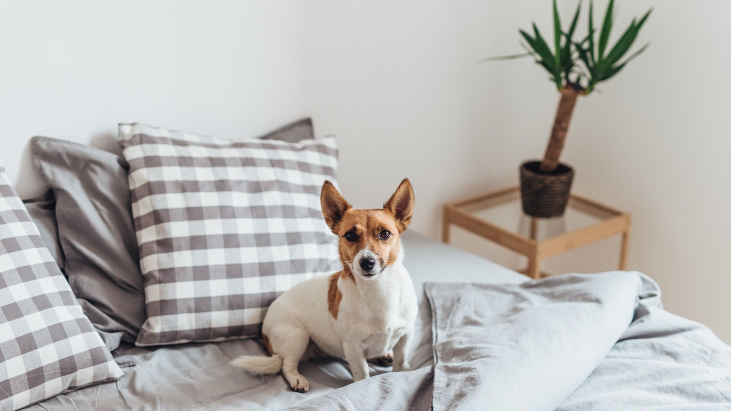 Zoomies 101: Here’s What They Mean for Your Pup
