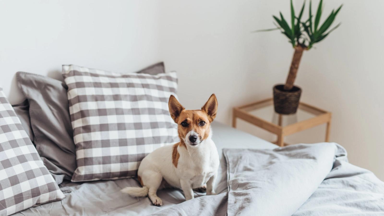 Zoomies 101: Here’s What They Mean for Your Pup