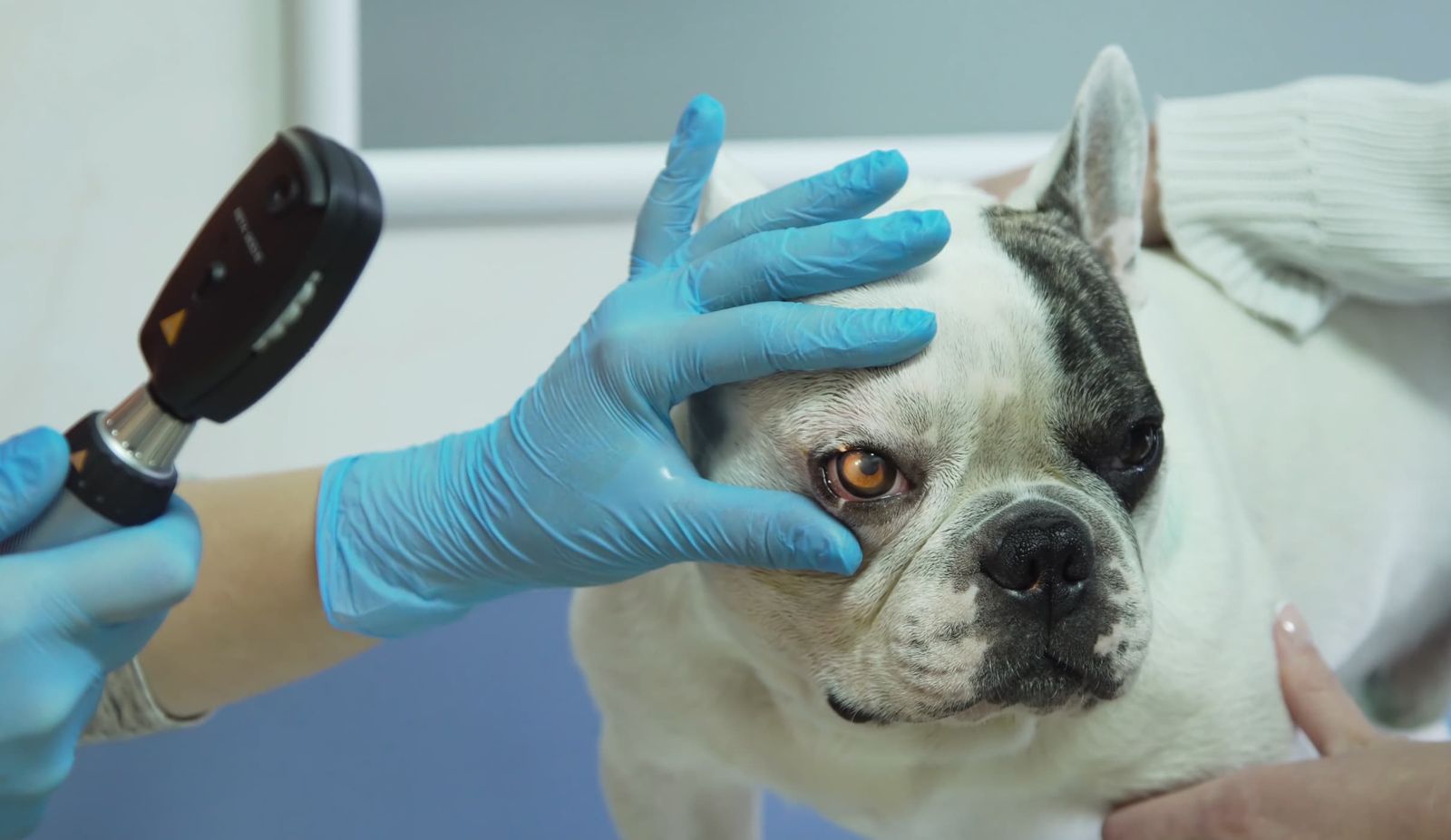 Ophthalmic Consultations at Pet Pavilion: Preserving Your Pet's Vision