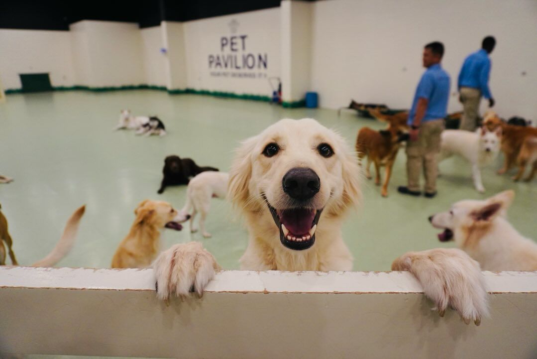 Tails of Triumph: Heartwarming Stories from Pet Pavilion