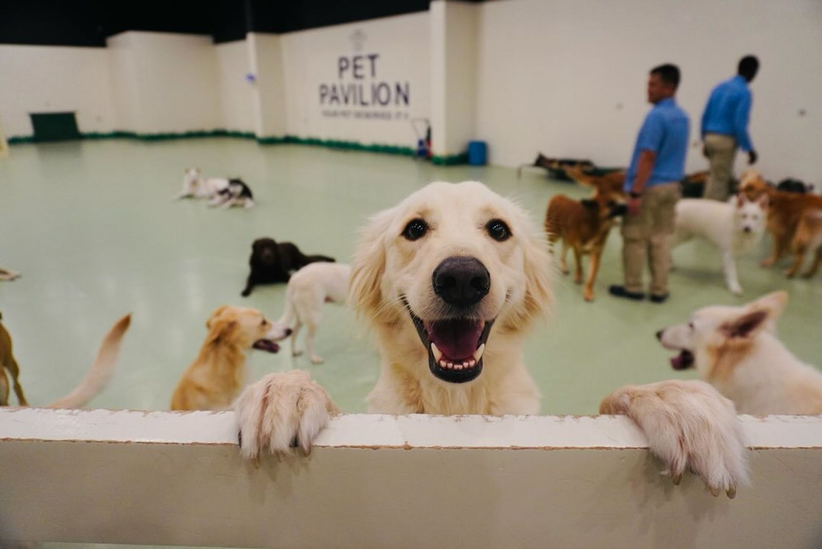 Tails of Triumph: Heartwarming Stories from Pet Pavilion