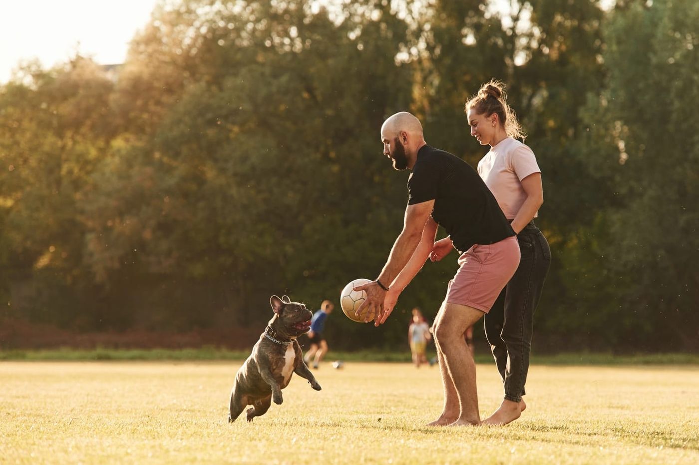 The Surprising Benefits of Adult Dog Play