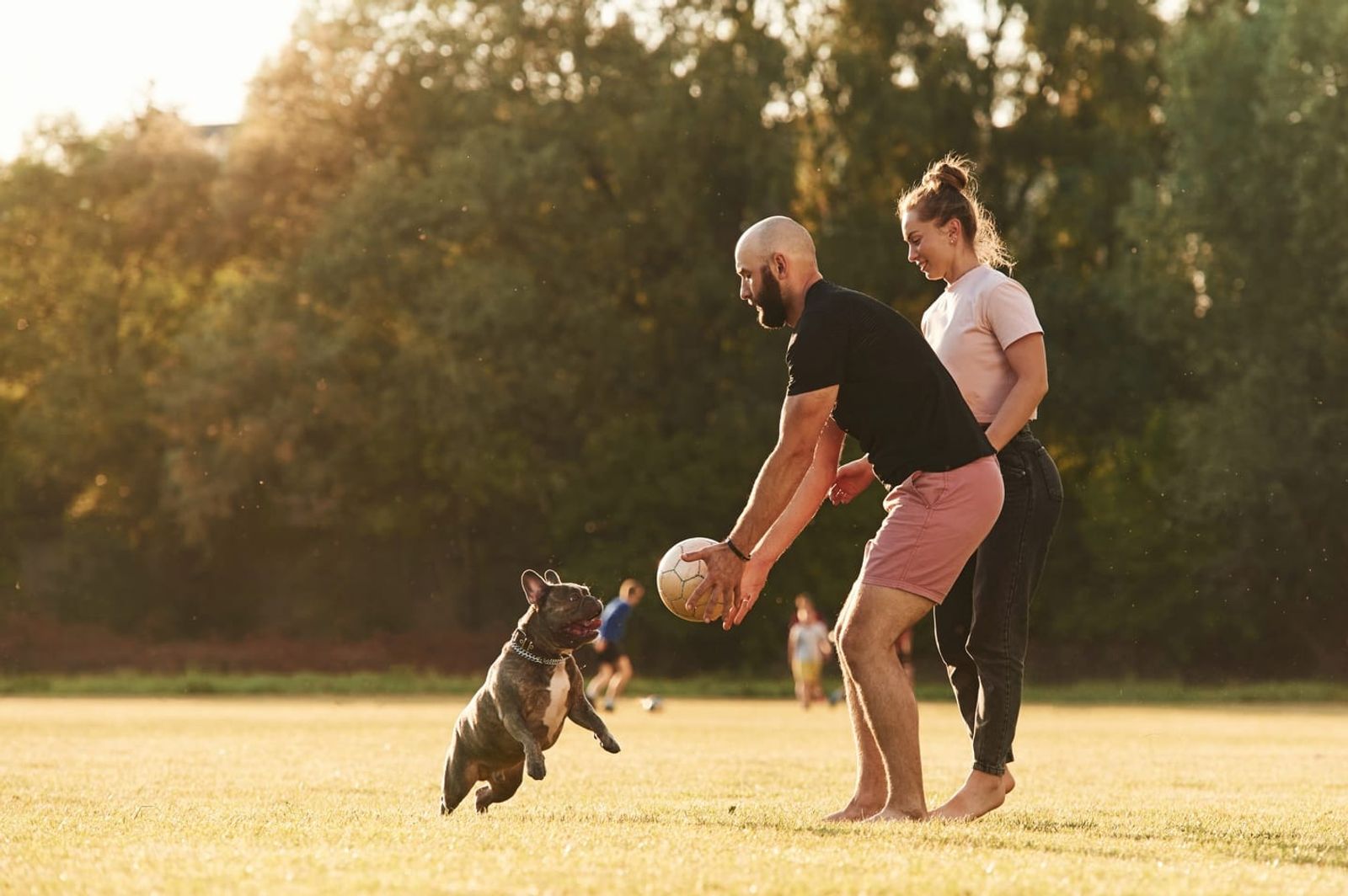 The Surprising Benefits of Adult Dog Play