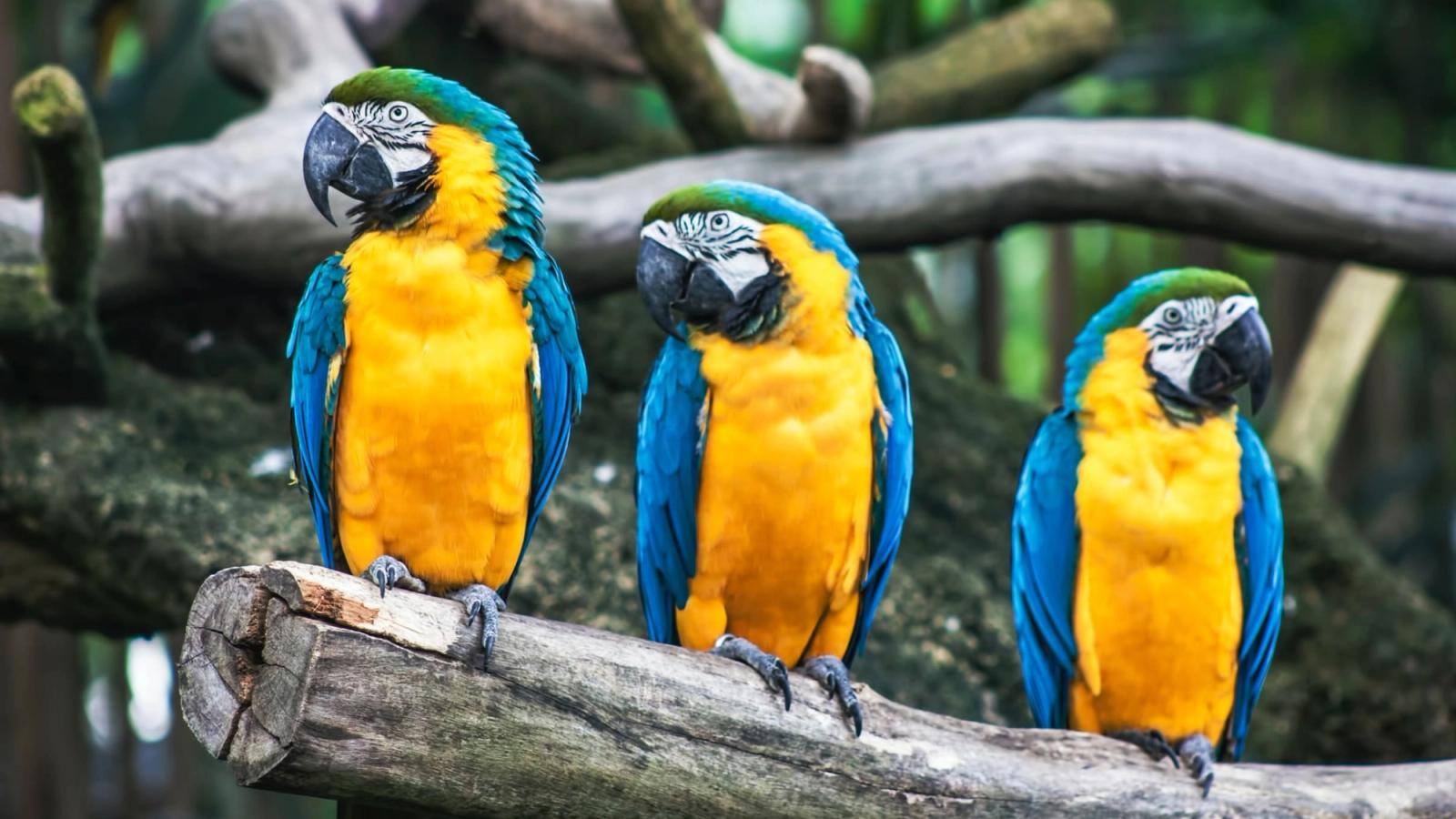 The Top 10 Common Health Issues in Pet Birds: A Guide for Bird Owners