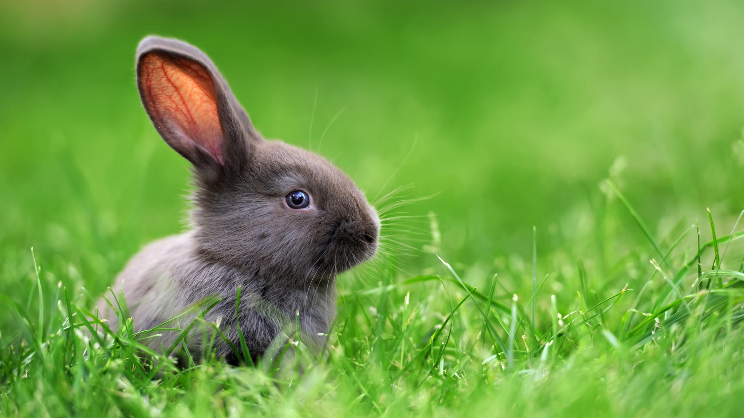 Rabbits- the adventurous herbivores