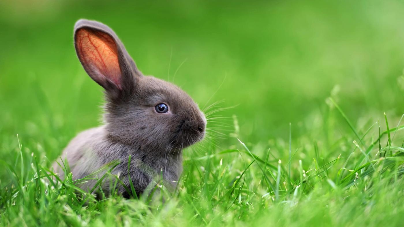 Rabbits- the adventurous herbivores