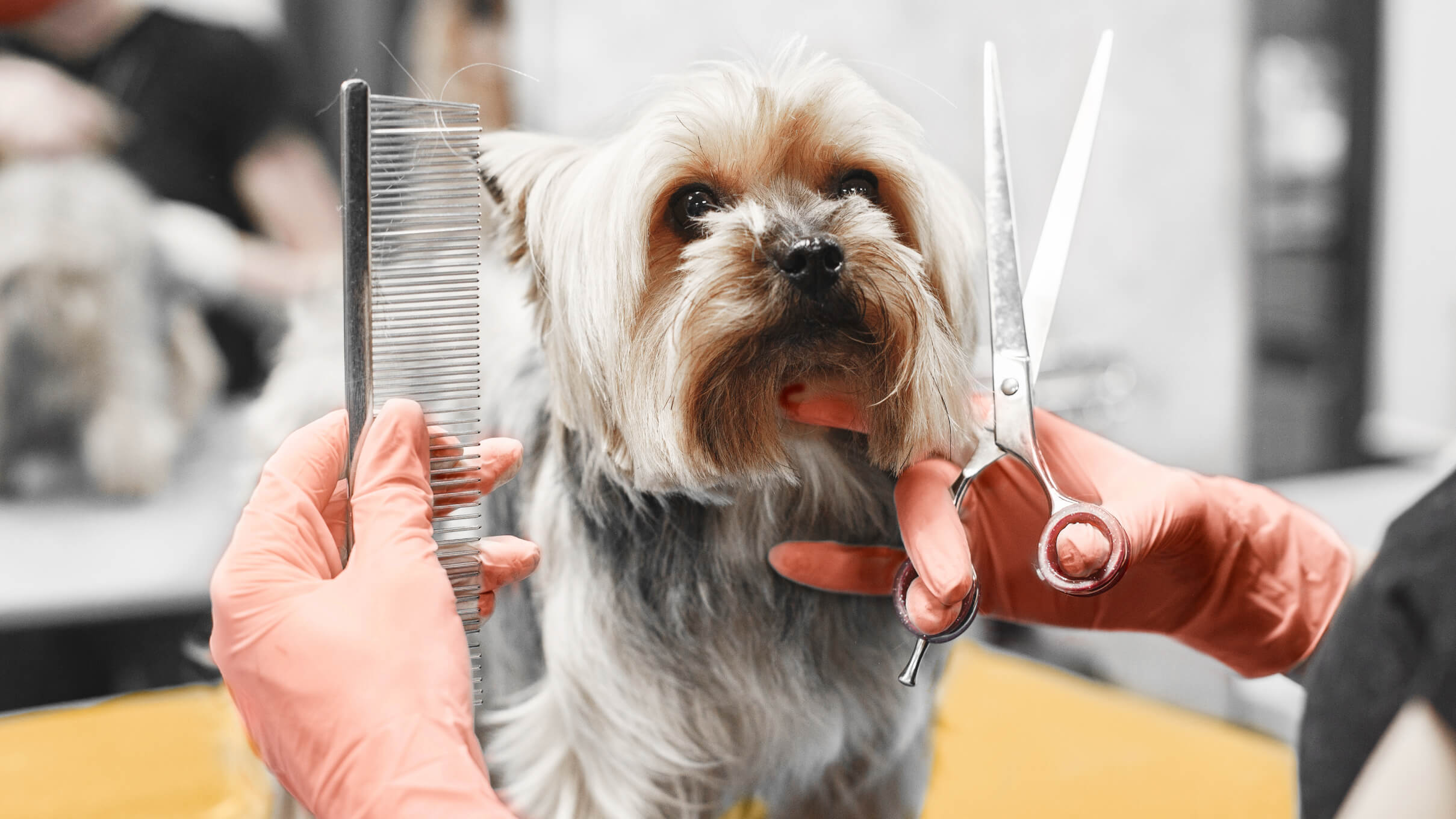 Radiography and Ultrasound: Two Important Diagnostic Tools for Pet Health