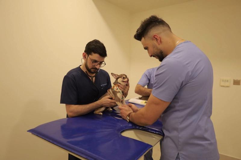 Deworming and Dental Care: 5 Must-Knows