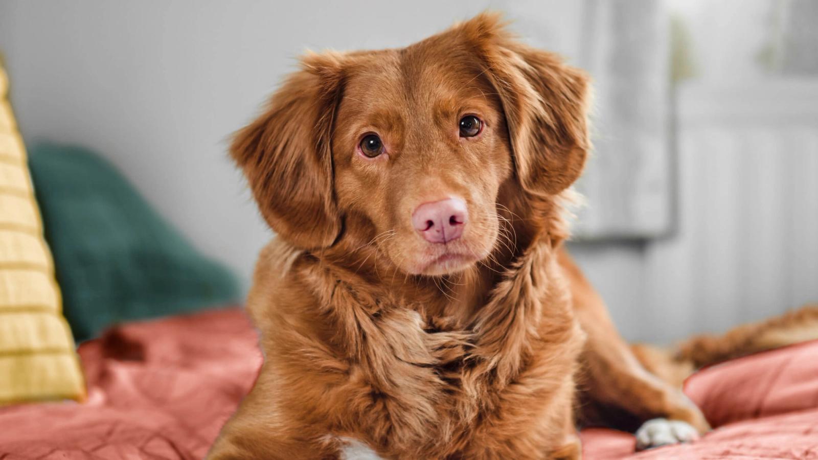 Preventing & Treating Heartworm in Dogs: An Essential Guide for Pet Owners in the UAE
