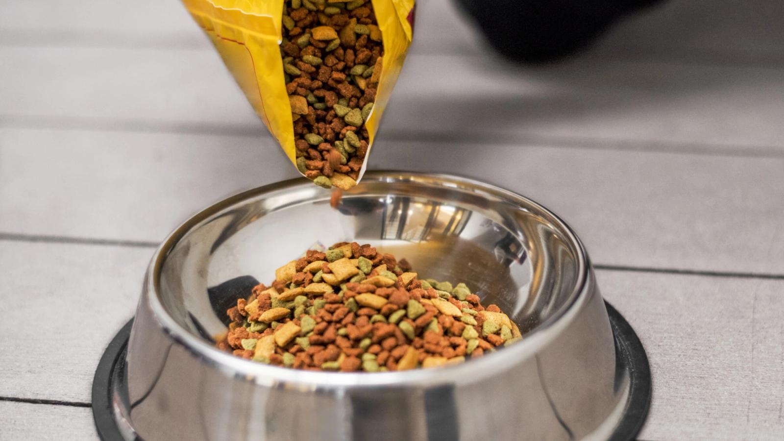 The Power of Hydrotherapy for Dogs: A New Frontier in Healing and Rehabilitation in the UAE