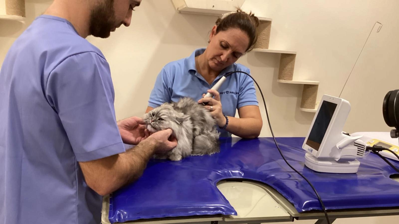 Pet Pavilion Alternative Treatments