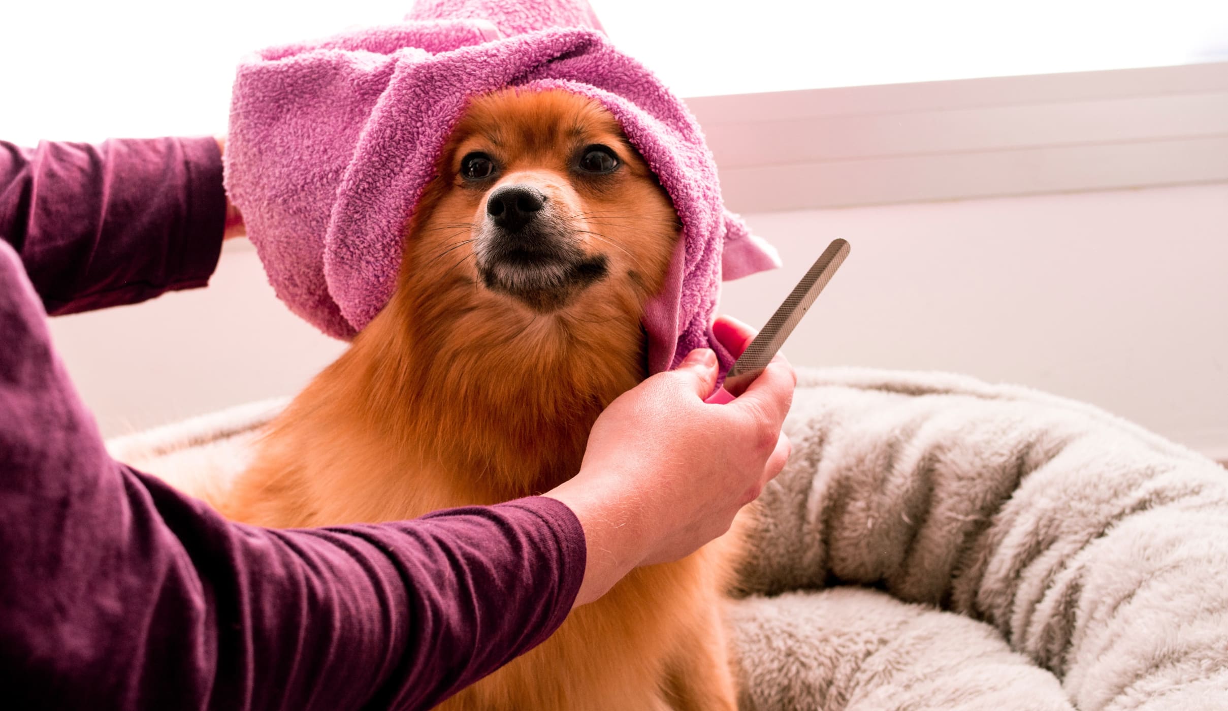 Dog Grooming Basics: 5 Things Every Dog Owner Should Know