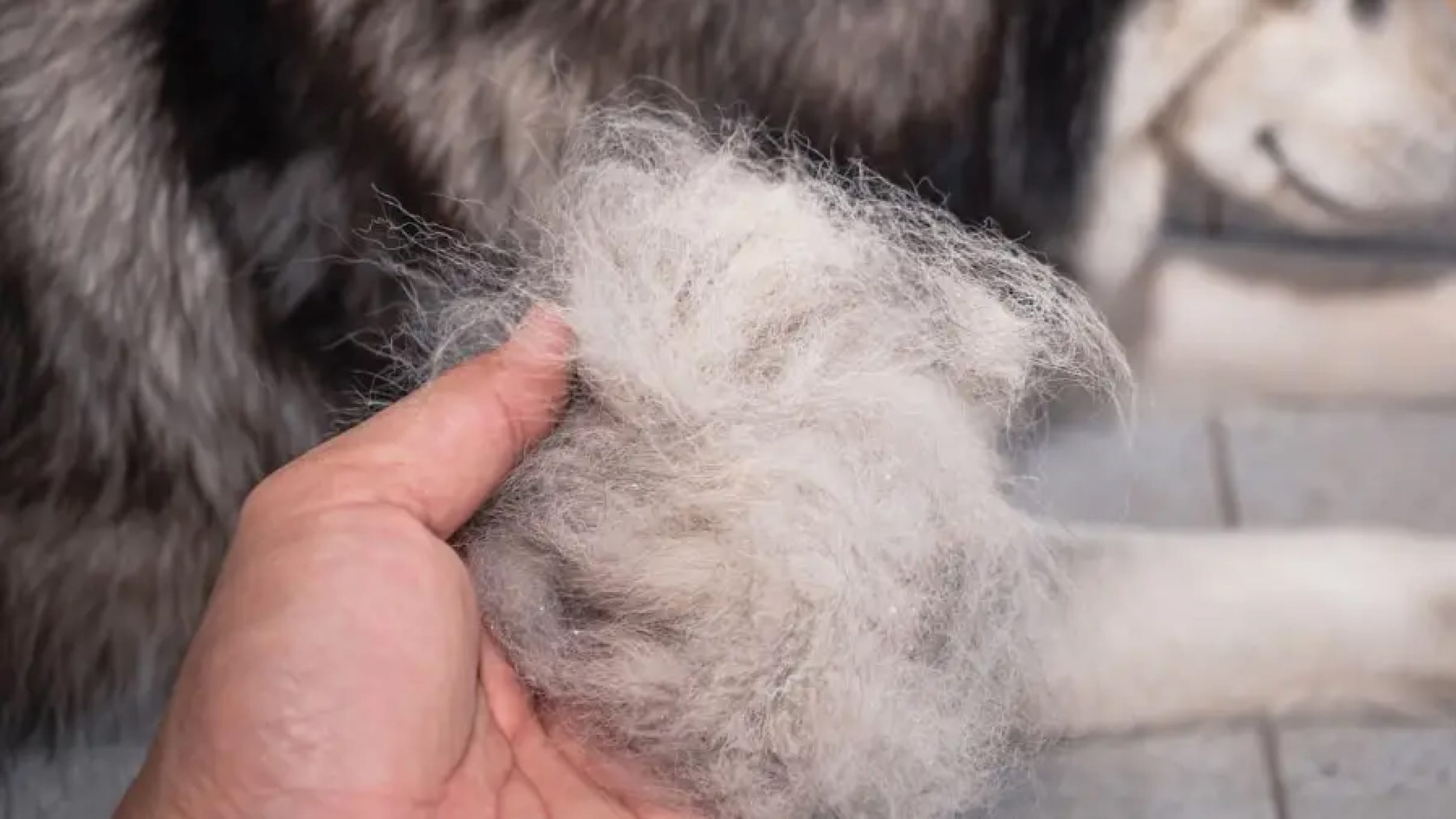 Dog Hair Loss: Causes, Remedies, and Where To Go For A Fix