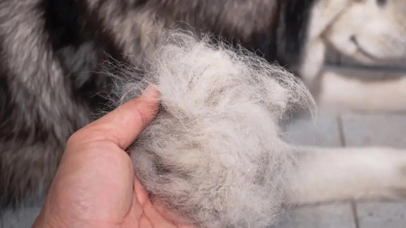 Dog Hair Loss: Causes, Remedies, and Where To Go For A Fix