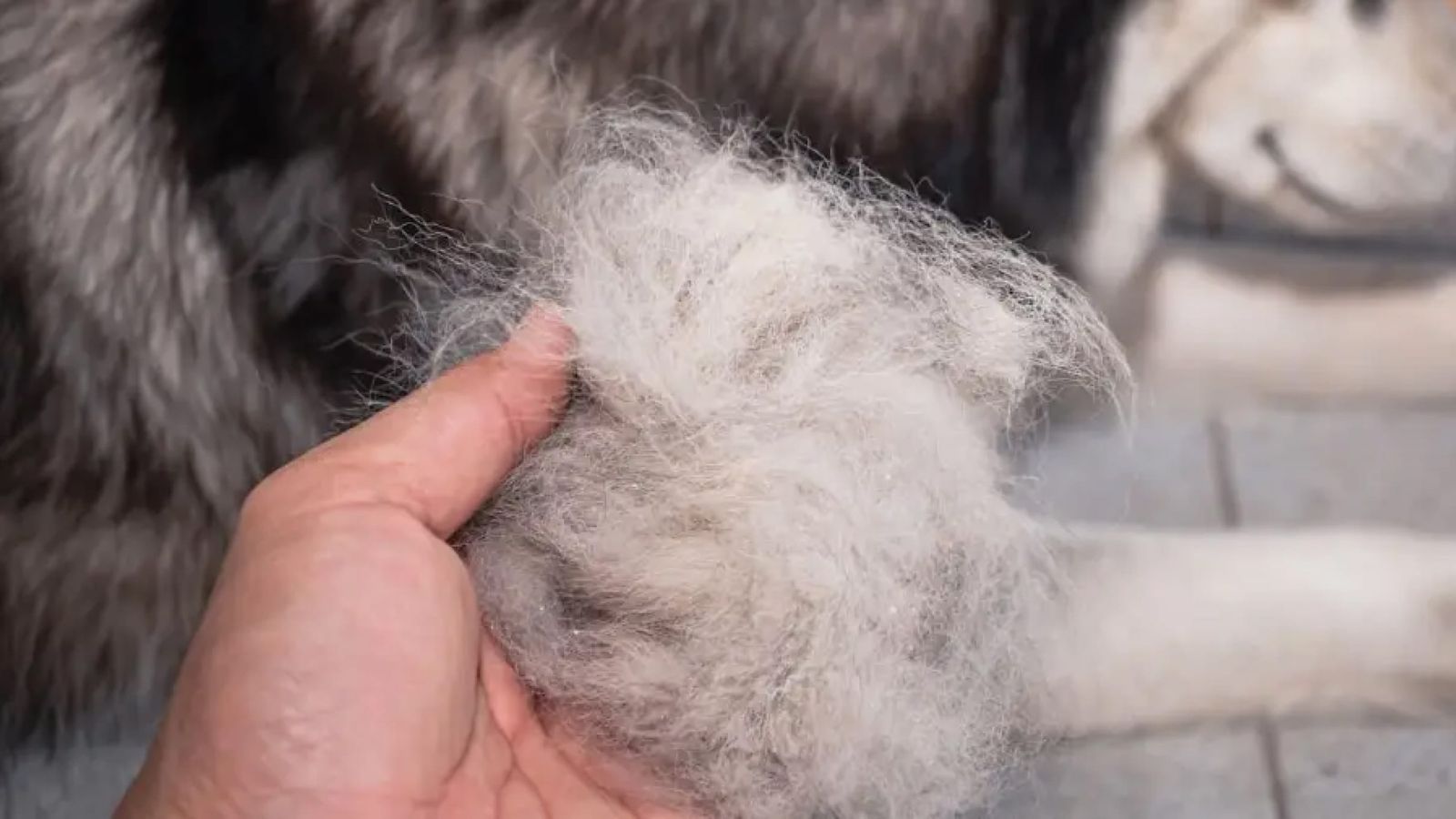 Dog Hair Loss: Causes, Remedies, and Where To Go For A Fix