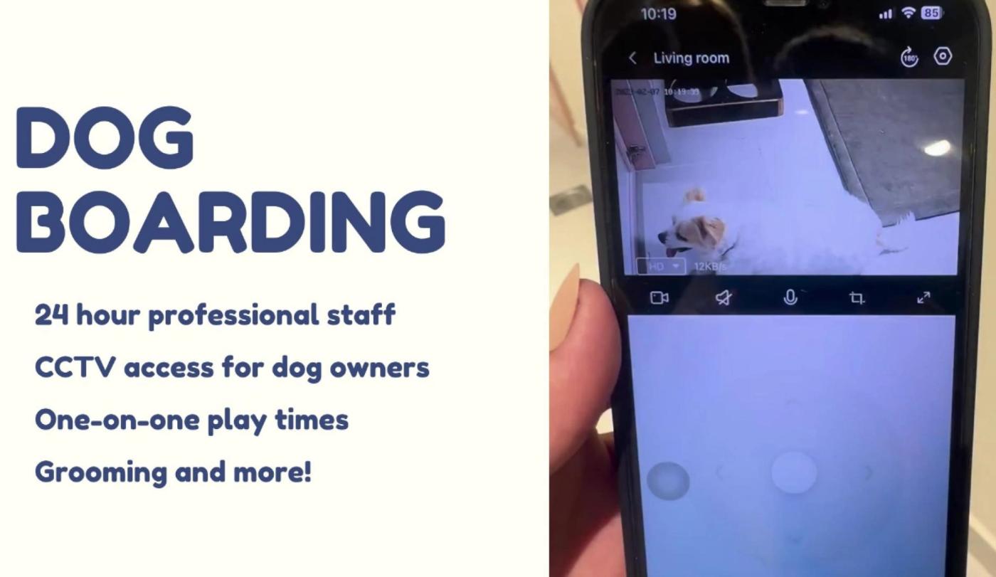 5 Reasons Why You Should Choose a Dog Boarding Service with Webcams