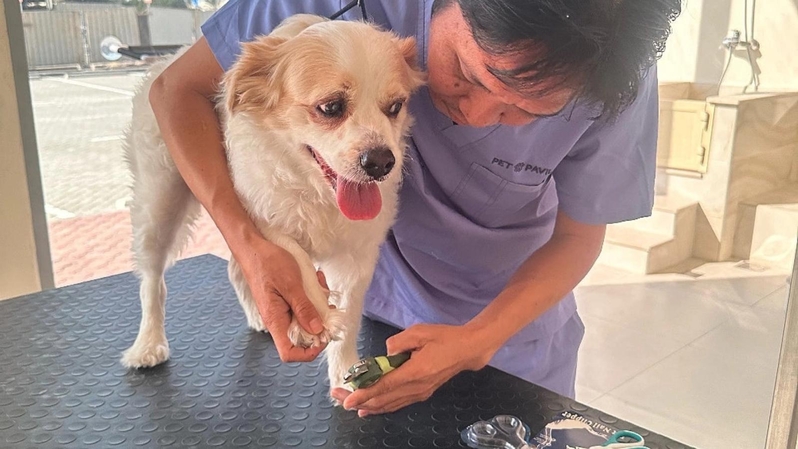 The Best Grooming Essentials for Your Pets: A Guide for New Pet Parents