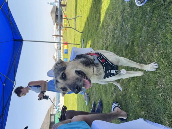 Paws & Waves photo 20