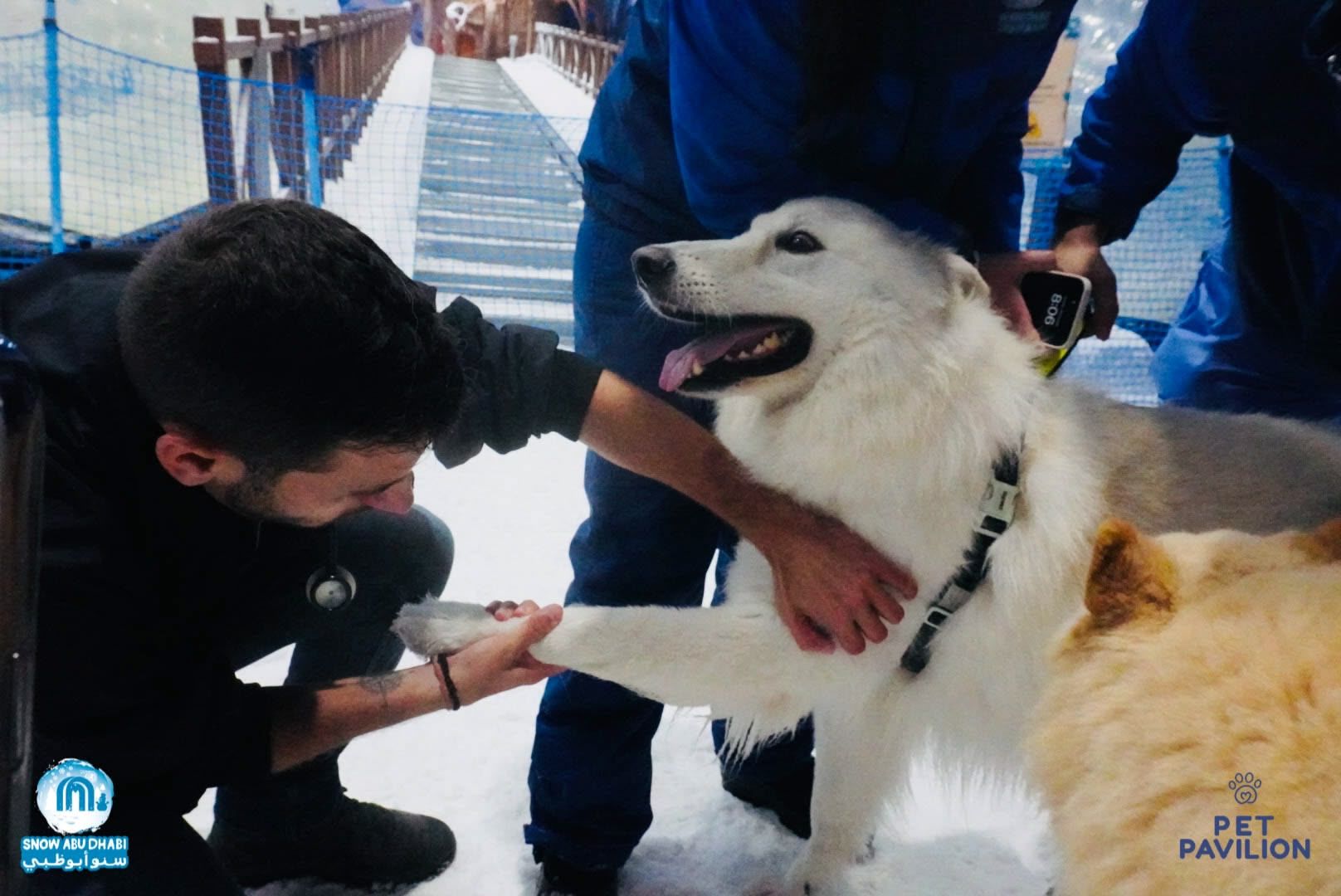 First-Ever Snow Experience for Dogs in Abu Dhabi! photo 21