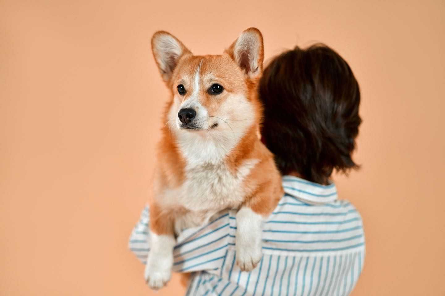 How Veterinarians Estimate Your Dog's Age