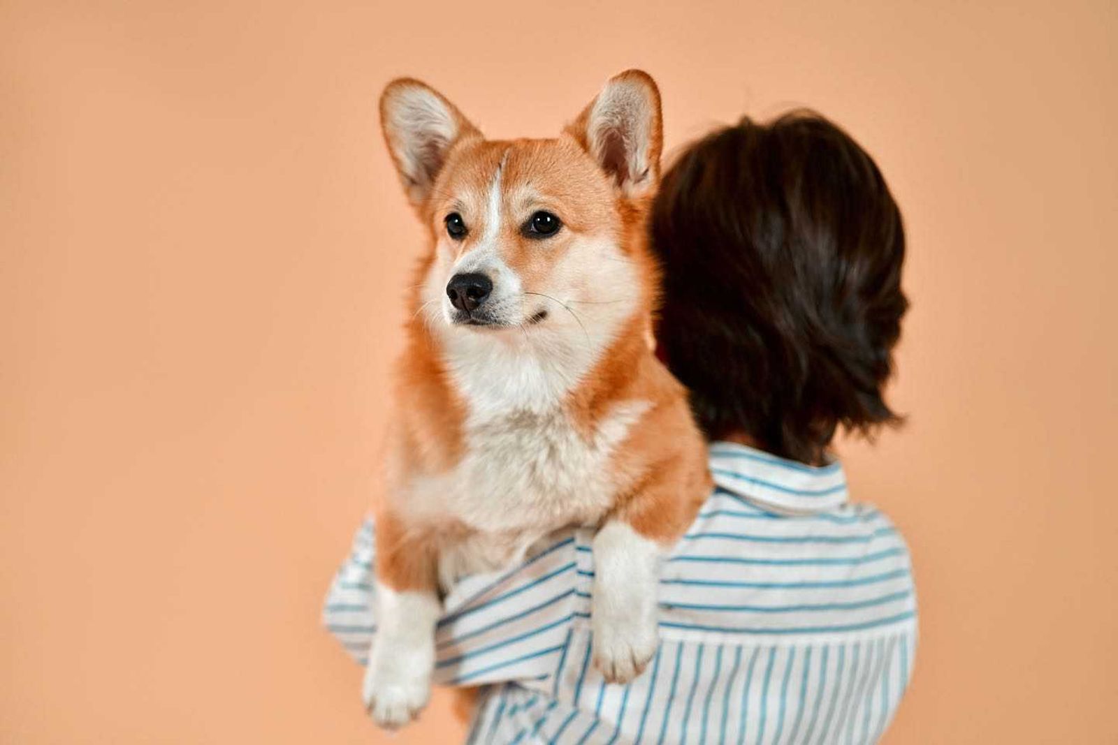 How Veterinarians Estimate Your Dog's Age