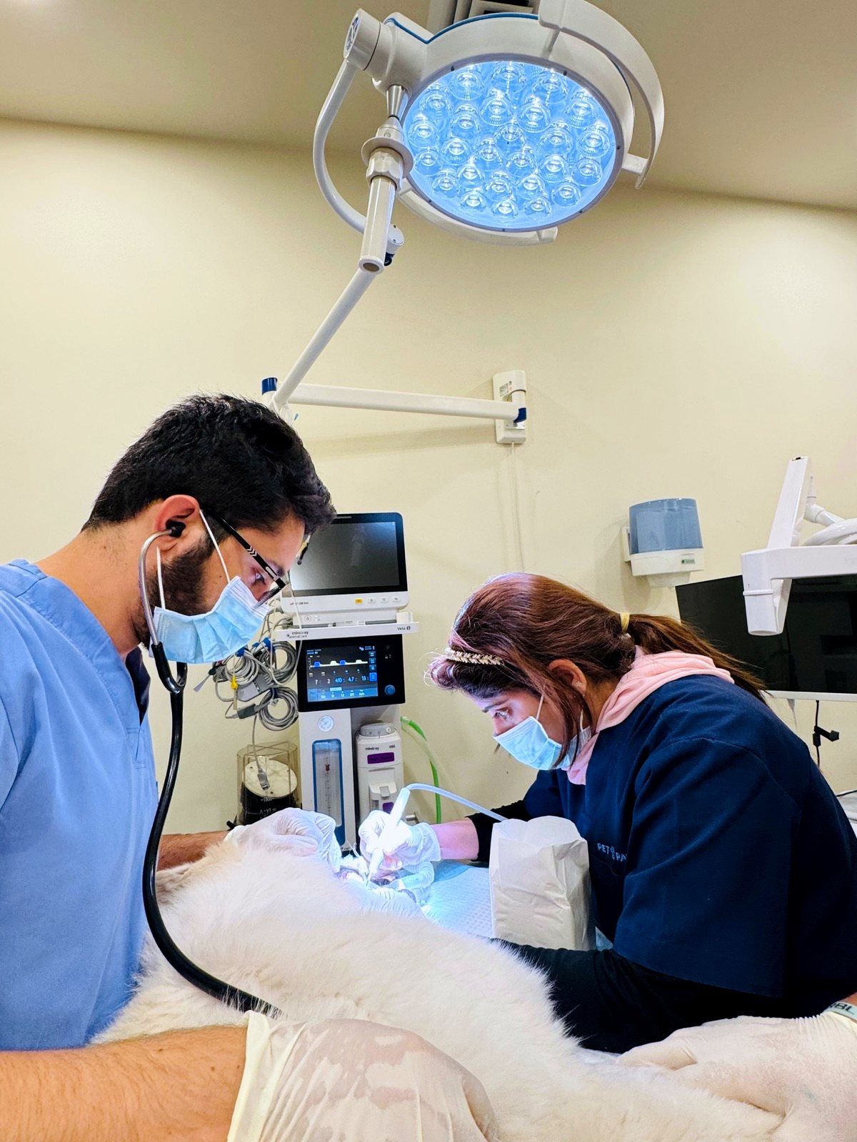 Pet Pavilion surgical team performing a procedure under theater lighting