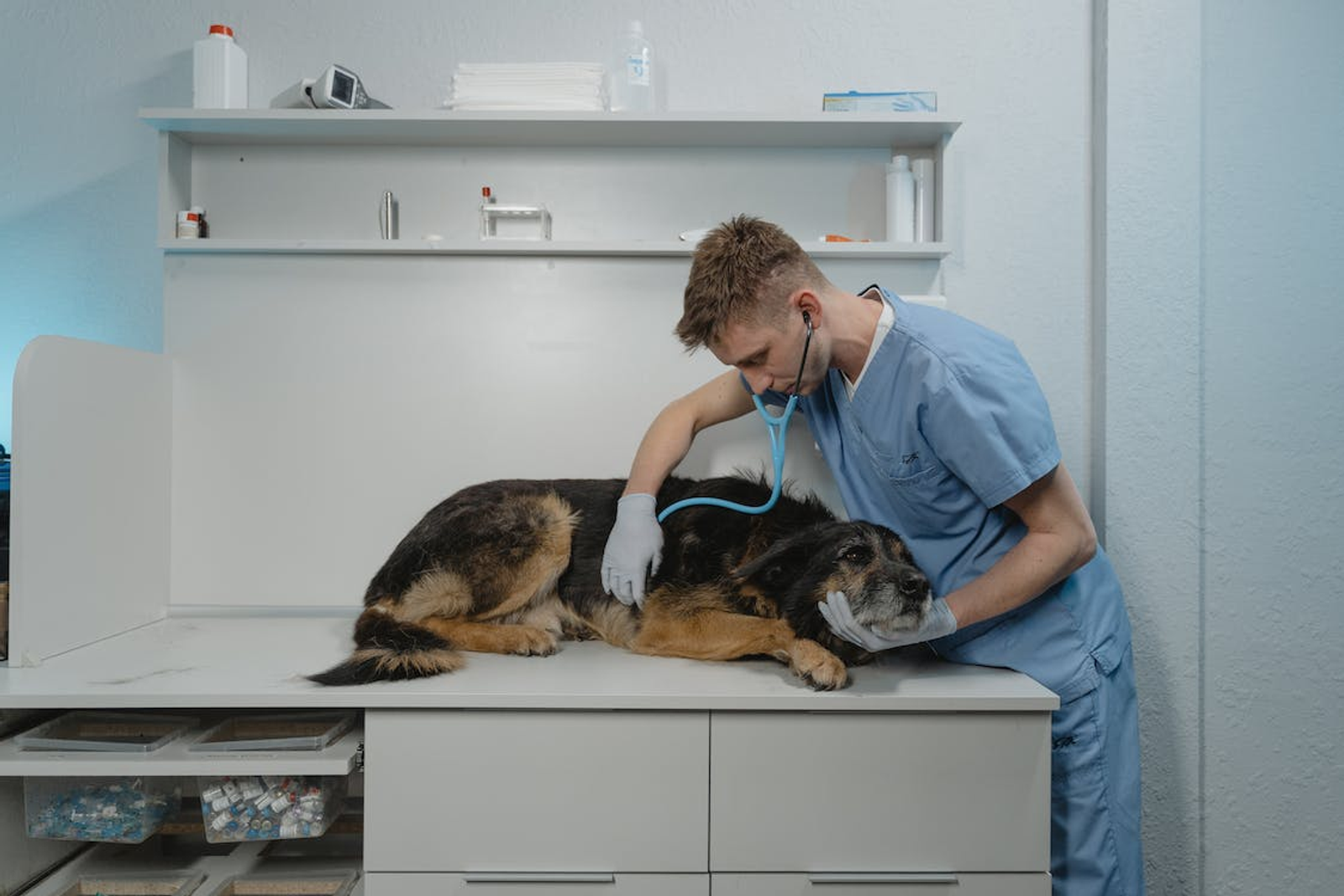 A Vet Examining a Large-Breed Limping Dog with a Stethoscope