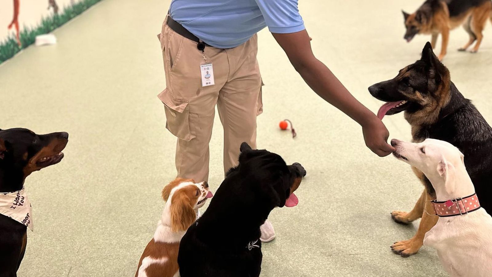 Pet Pavilion team member playing with dogs in Pet Pavilions daycare